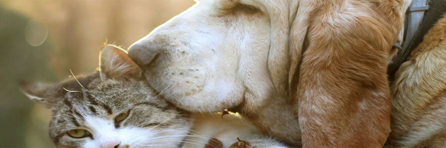 Las mascotas ideales para Leo