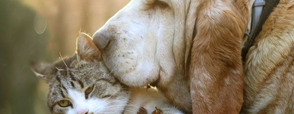 Las mascotas ideales para Leo